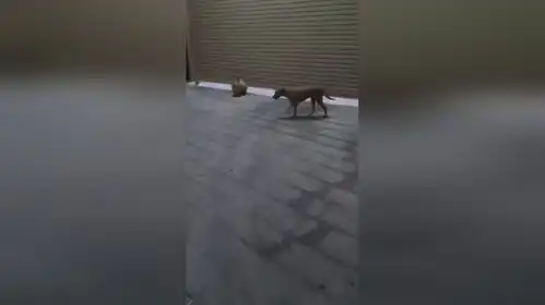 狗吓老子一跳
