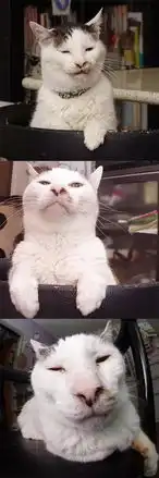 萌宠哈哈哈最近超火的表情包就是它可爱的羊羹君,有猫吸就不错了,别挑三拣四的
