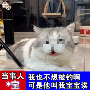 沙雕猫猫表情包气到炸毛
