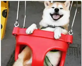 柴犬荡秋千qq表情柴犬荡秋千表情包高清无水印下载
