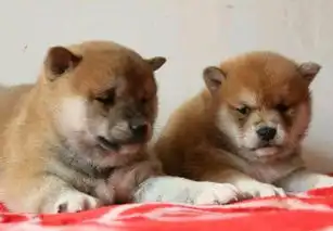 成都出售纯种柴犬自家养殖的当面测试交易同城免费送狗

