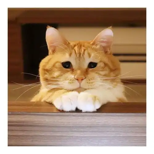 有什么委屈可以跟我说啊愁眉不展的胖橘猫令人心疼
