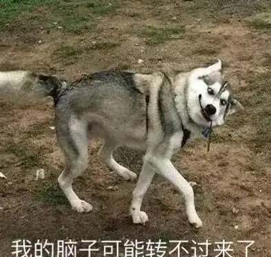 有没有傻憨疑惑的狗子表情包
