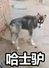 哈士奇文字表情包哈士奇qq文字表情包免费版软件下载
