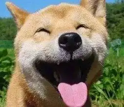 主人给柴犬剪指甲,狗狗瞬间戏精附体,最后的表情笑skr人
