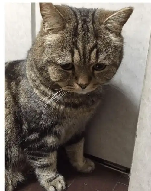猫咪犯了错,主人正打算惩罚它,但看到它的表情后瞬间就消气了
