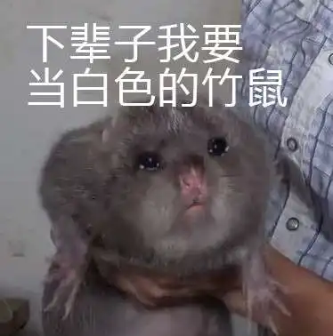 竹鼠表情包无水印高清合集超清无字原图分享

