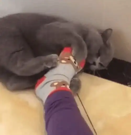 主人躺床上休息,猫咪一把抱住主人脚狂咬,随后反应笑翻网友
