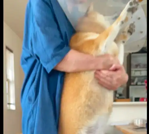 主人想给柴犬擦药,它却拼命挣扎不愿接受,表情激动到模糊了
