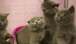 柳州蓝猫
