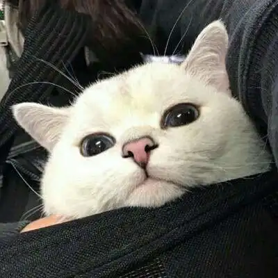 微信头像猫咪图片大全2020年猫微信头像图片
