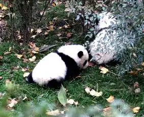 海螺沟游记
