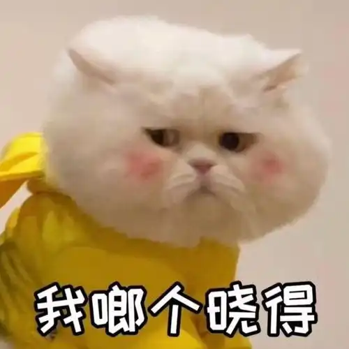 可爱猫咪表情包日常斗图必备
