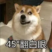 5000元买的博美犬长成网友虽然很气,但还得抱着来上诉
