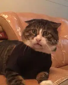 这只胖乎乎的虎斑猫,天生就是一个可爱的表情包
