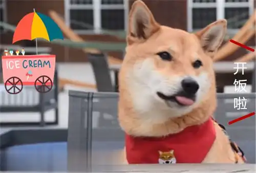 铲屎官让柴犬在生牛肉和狗粮中做选择,狗狗你是不是傻

