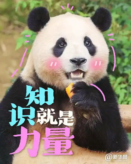 这些大熊猫是在演我开学吗
