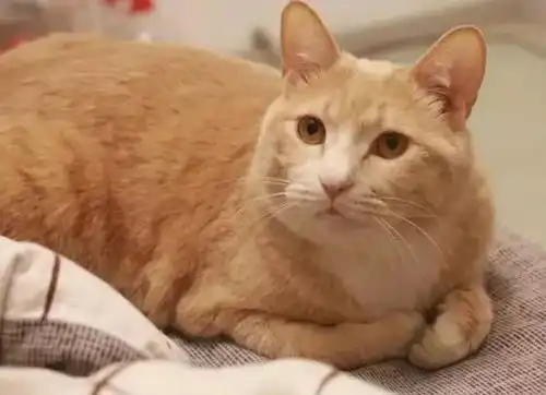 老妈十字路口捡了一只橘猫,抱回家喂养3个月后,儿子一看笑喷
