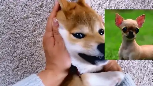把一只柴犬捏成表情包,捏啥像啥
