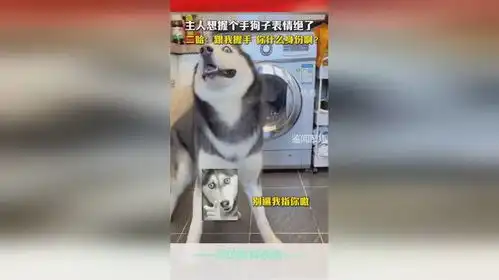 主人想握个手狗子表情绝了,二哈跟我握手,你什么身份啊

