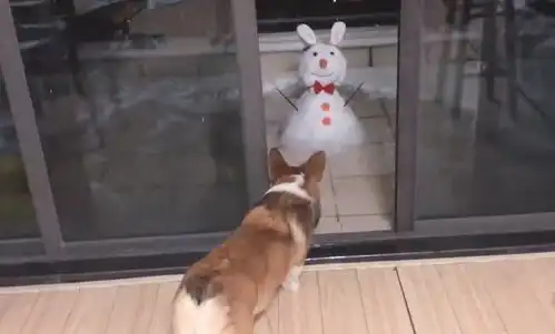 柯基犬看到雪人,整只狗都被吓到,怂成了表情包
