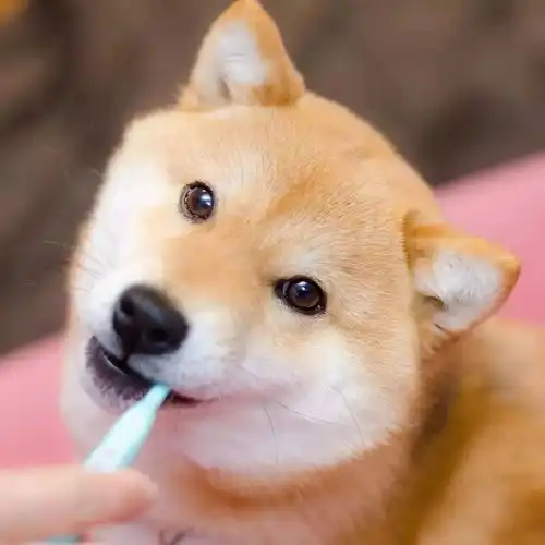 柴犬表情包搞笑刷牙