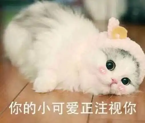 沉迷吸猫,无法自拔,一大波cat即将到达现场
