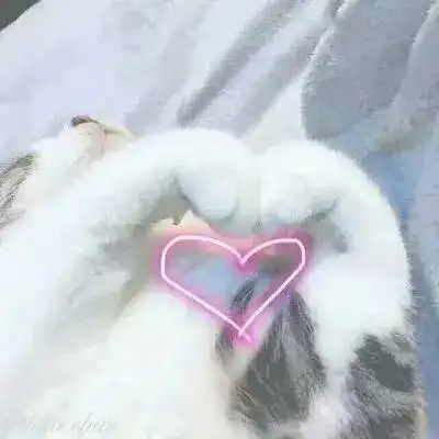 流浪猫陪读四年,到了毕业的时候,学生们却纷纷...