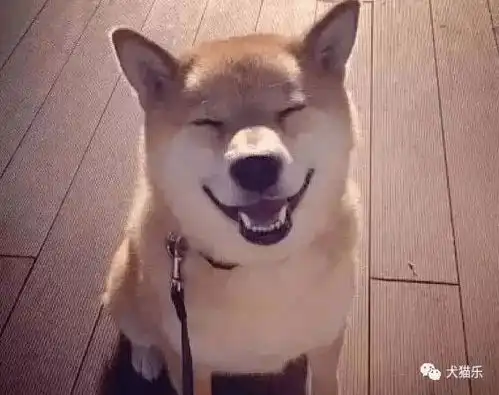 秋田柴犬,傻傻分不清全面解读两者区别
