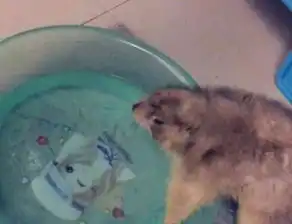土拨鼠偷喝洗脚水,尝到味道后表情狰狞,土拨鼠臭豆腐汤
