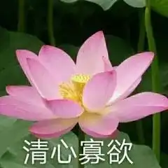 荷花表情包土味