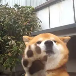 可爱搞怪的动物头像qq群头像大全我心有猛虎细嗅蔷薇
