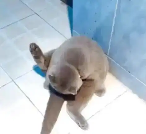 灰猫闻了一下蛋蛋,抬头时的表情疑似被熏晕
