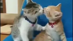 举起手来你被路边的小猫打劫了交出你的火腿肠我就给你摸肚肚
