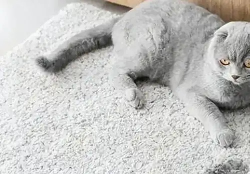 一只猫,如果从来不绝育,会变得怎样
