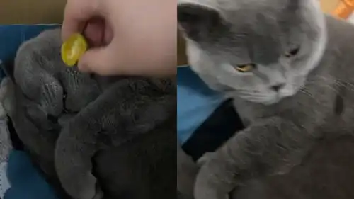 广东一女子趁猫咪睡觉,给它嘴里滴点柠檬汁,猫咪醒后表情萌翻
