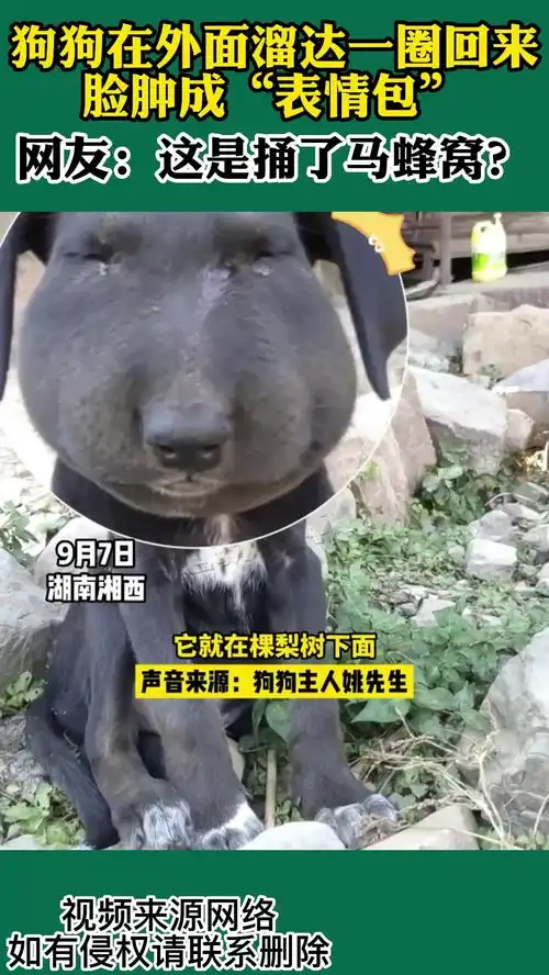 狗狗在外面溜达一圈回来,脸肿成表情包,这是捅了马蜂窝
