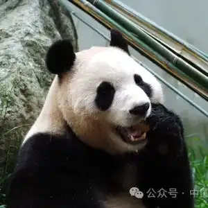 大熊猫福宝将在6月12日与公众正式见面
