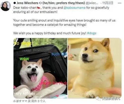 一张照片火遍全球成为表情包王者这只柴犬过16岁生日啦
