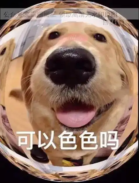 大脸狗表情包可以色色吗图片表情包动态聊天抖音热门
