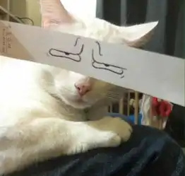 坑猫蒙太奇喵星人快被二货主人玩坏了з
