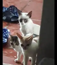 网友发现门口有几只猫在讨吃的,看它们表情,确定不是在威胁吗

