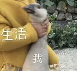 英语中有哪些单词都认识却无法翻译的句子