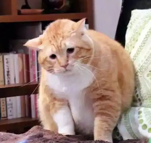 每日一笑,连微笑都没力气
