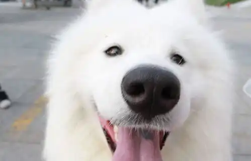 6种狗不要轻易招惹,吉娃娃上榜,最后一个的很容易记仇
