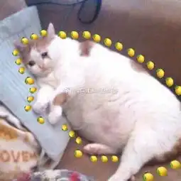 周末的理想状态,来一场放空自己的熊猫瘫
