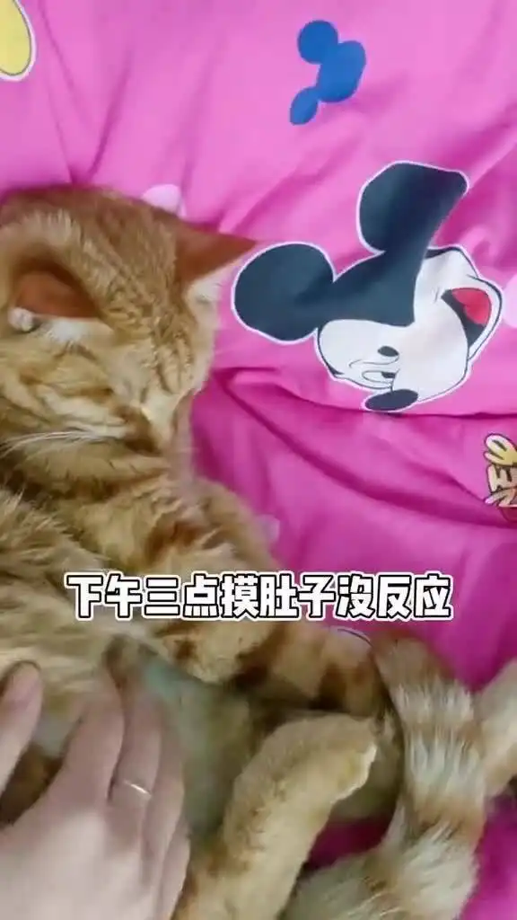 橘猫到底多能睡,你看看就知道了,可以整整睡一天一夜
