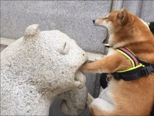 柴犬假装被石兽咬到表情赢了