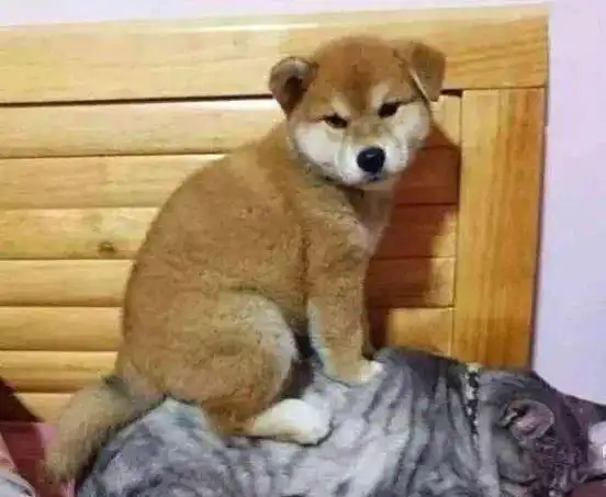柴犬给猫咪按摩,主人看这俩货哭笑不得
