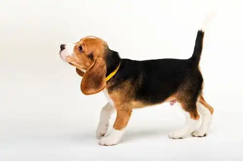 十大可爱的犬种排行榜,前十名可爱的狗狗犬种
